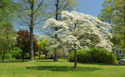 barclay_grounds_spring_2013_small